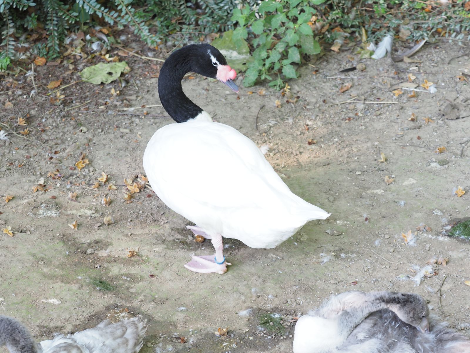 1740511217Bild 61 Schwarzhalzschwan.JPG